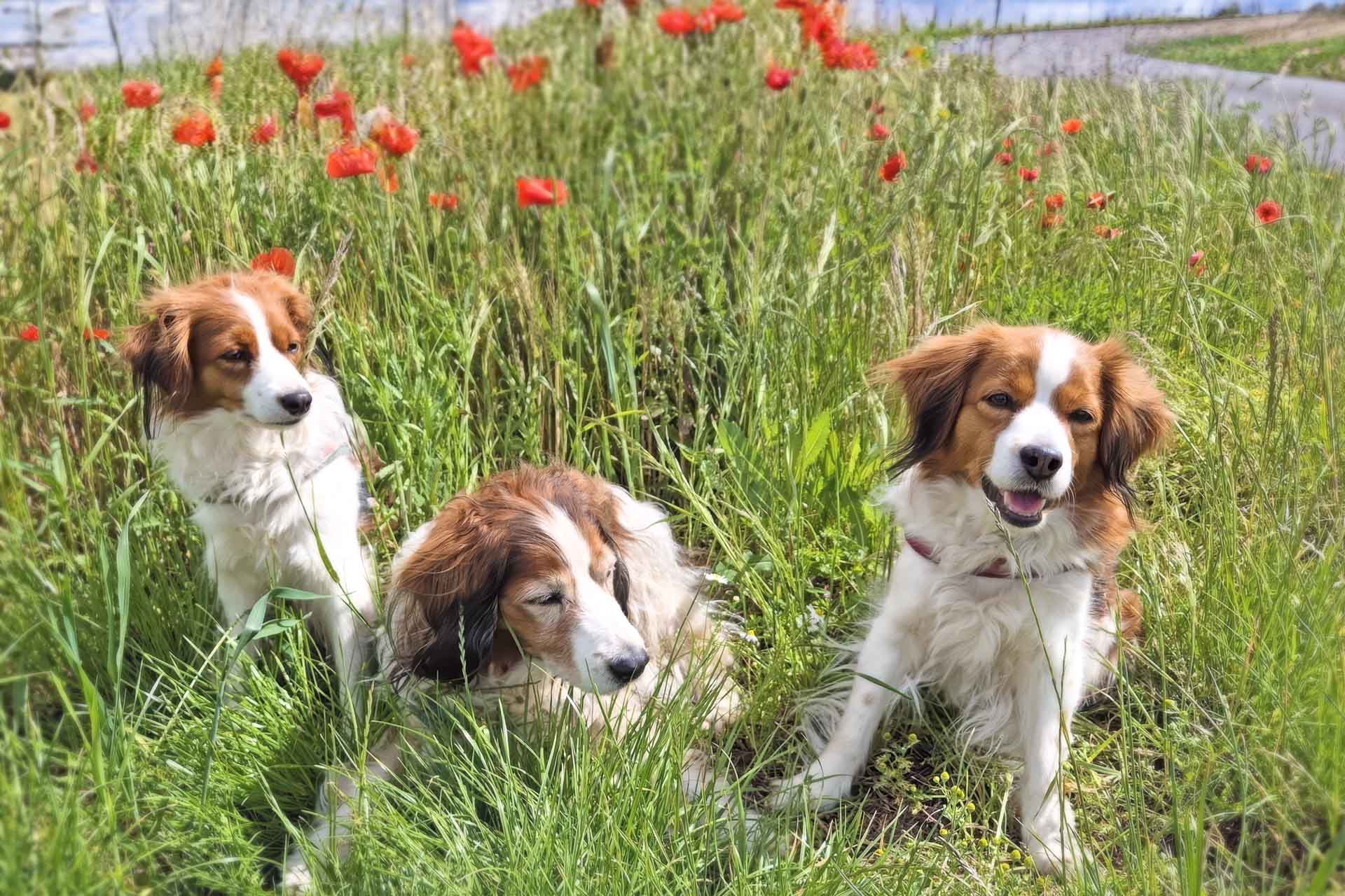 BZG-Mitte: Einladung zum Kooikerspaziergang in Höchst-Annelsbach  