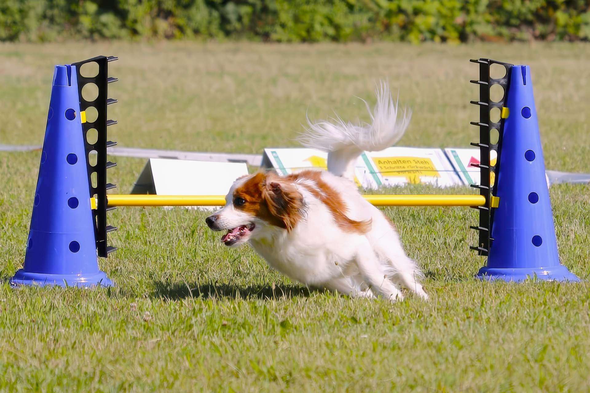 Urszula mit Liv gewinnen die DVG Rally Obedience Landesmeisterschaft