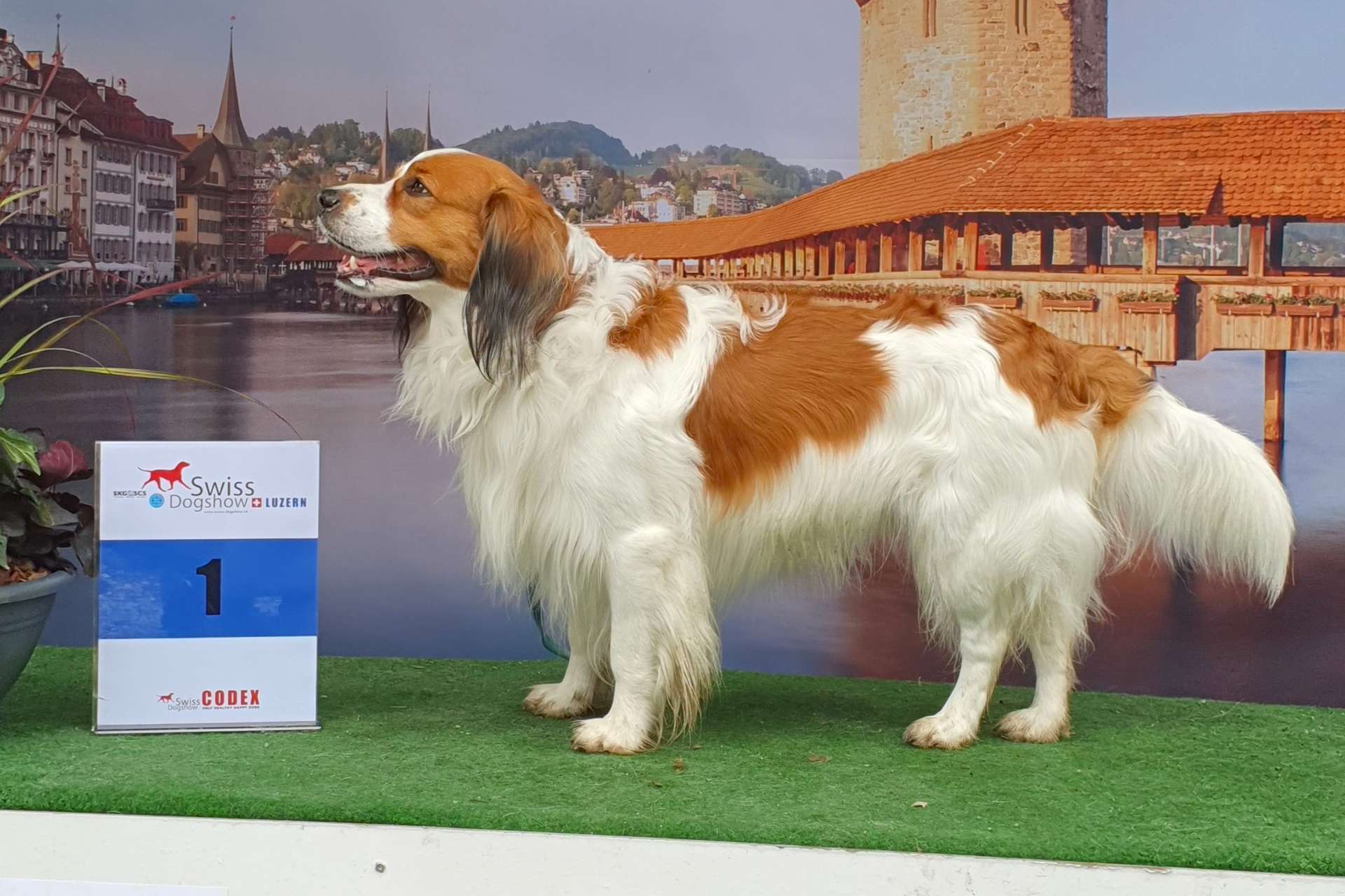 Erfolgreiches Wochenende auf der Swiss DogShow in Luzern