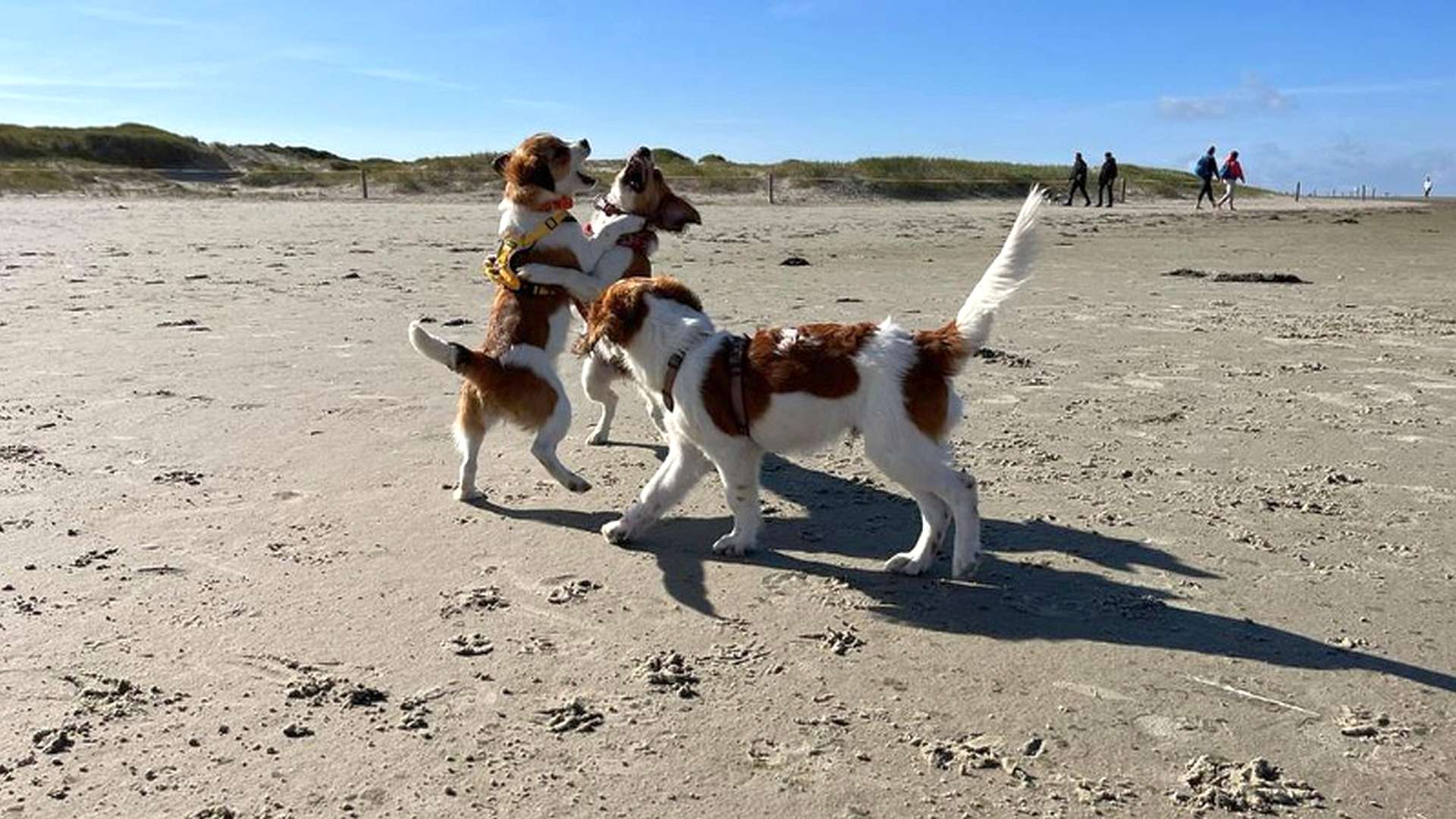 BZG Nord St Peter-Ording