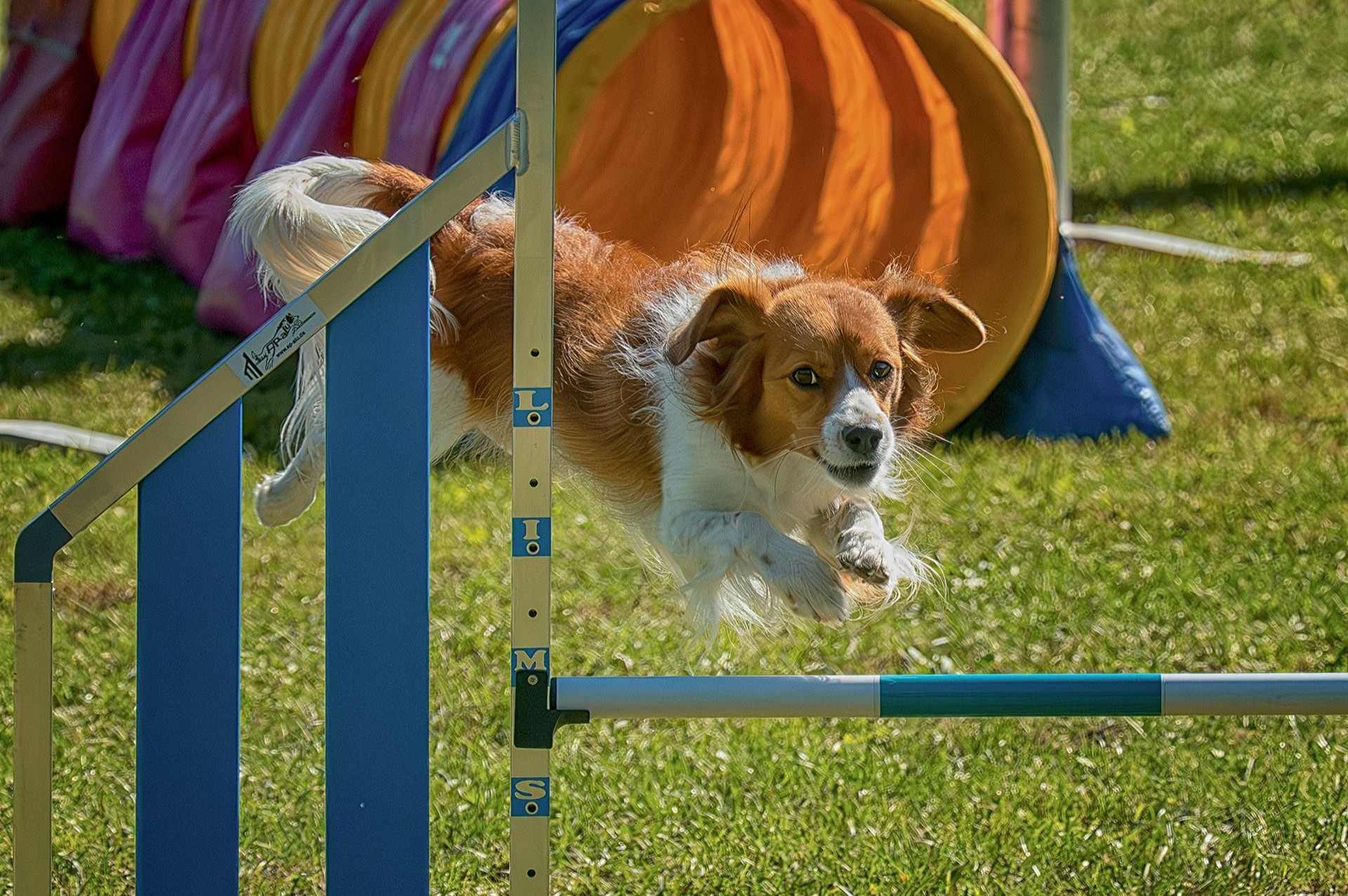 Mit Bayani zum Landesmeistertitel im Agility