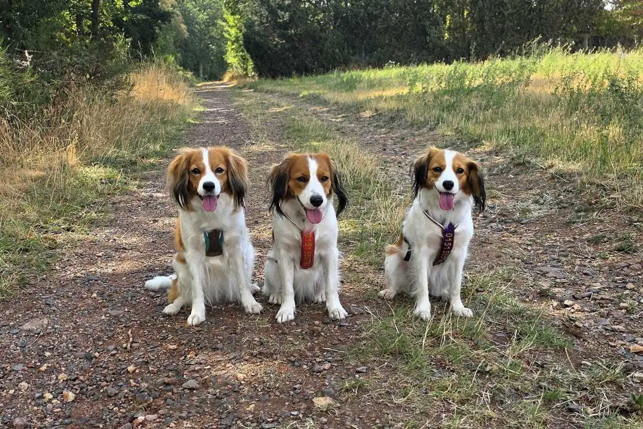 BZG Südwest DCK Kooikerhondje Wanderung