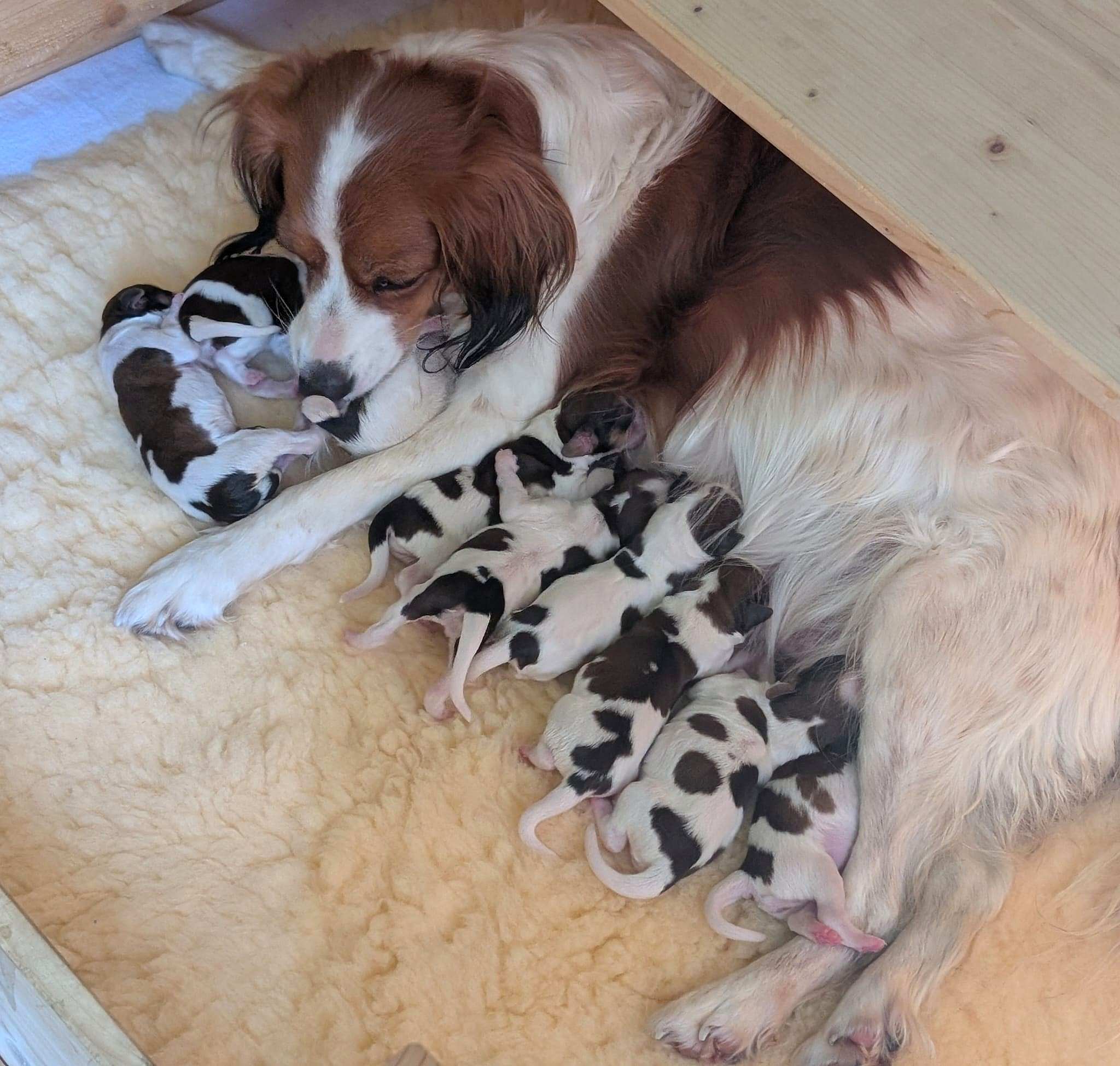 Welpen geboren  G-Wurf vom Partheland Kooikerhondje
