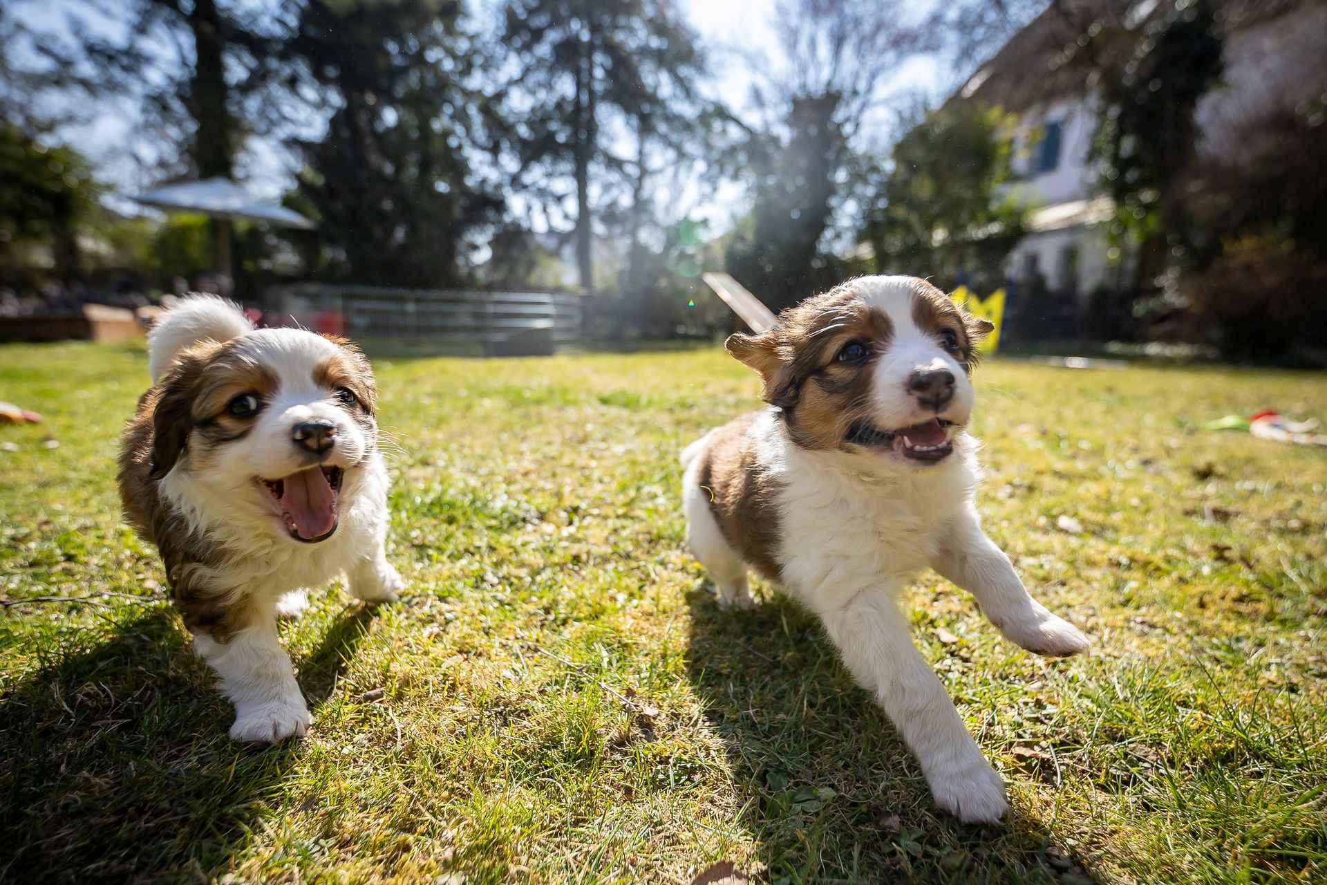Zum Wesen des Kooikerhondje – informieren Sie sich aus erster Hand