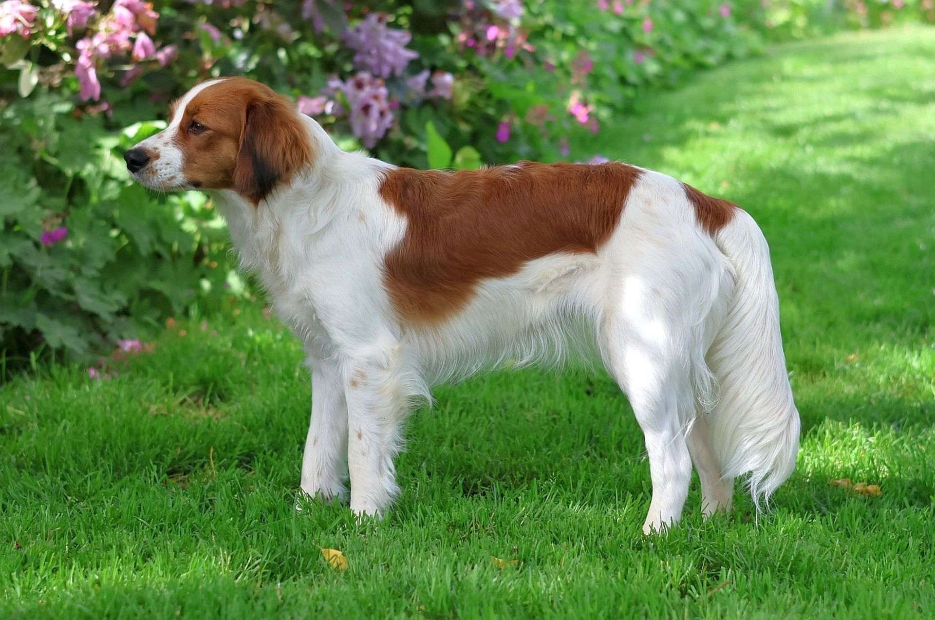 Champion Anisa von Marla´s Huisje Kooikerhondje