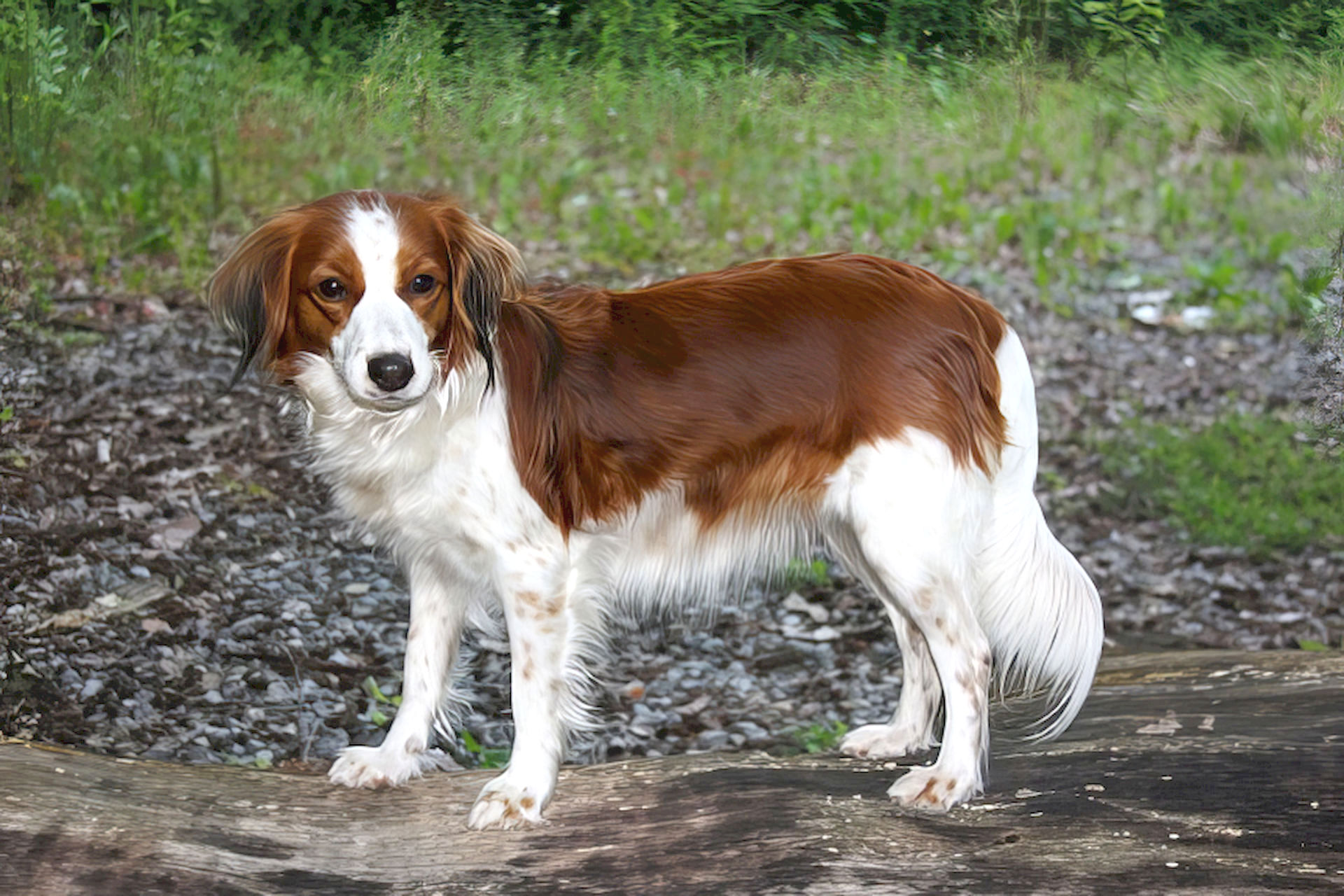 Champion Anna-Tessa von der großen Lache