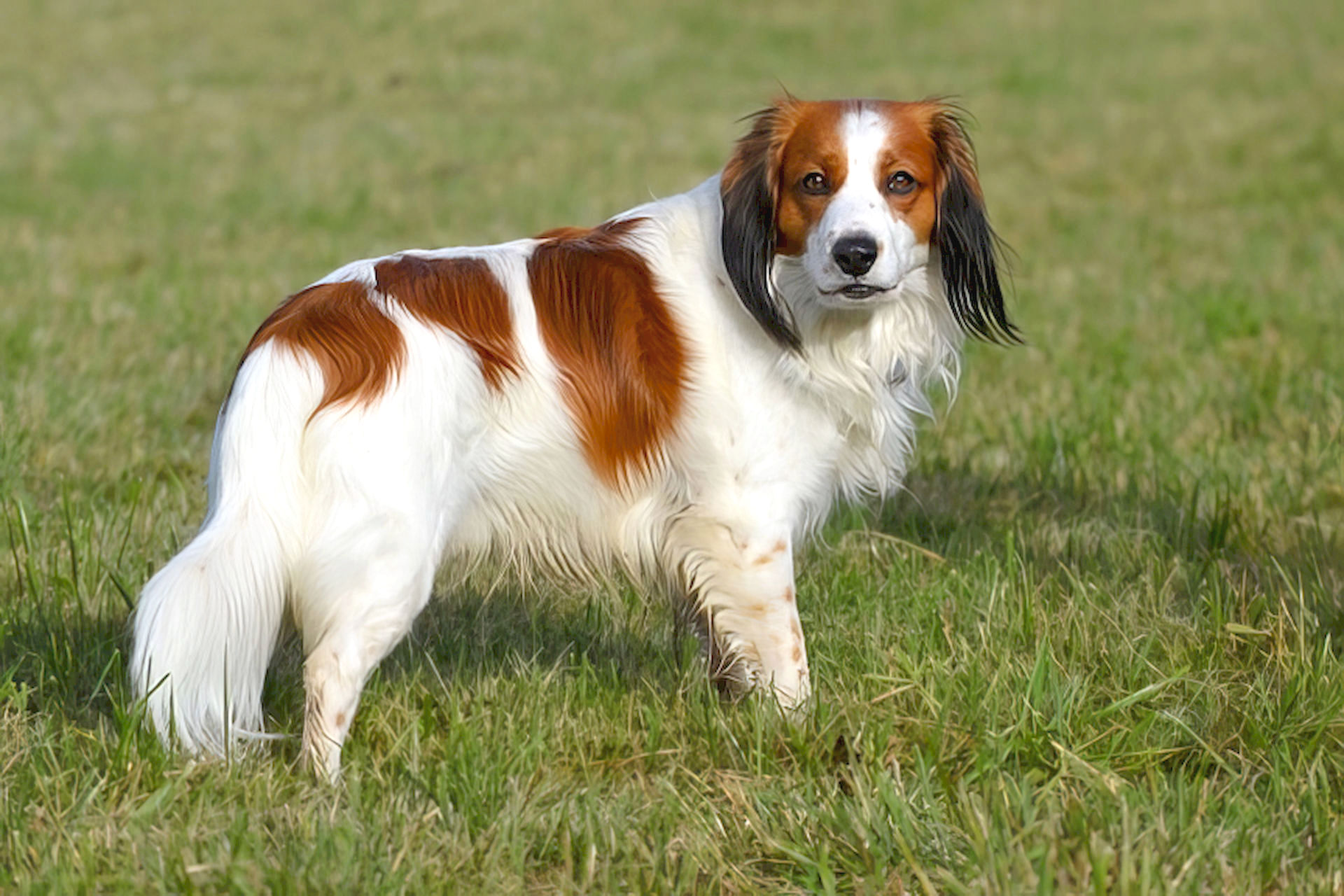 Champion Arie von der Spessartrose