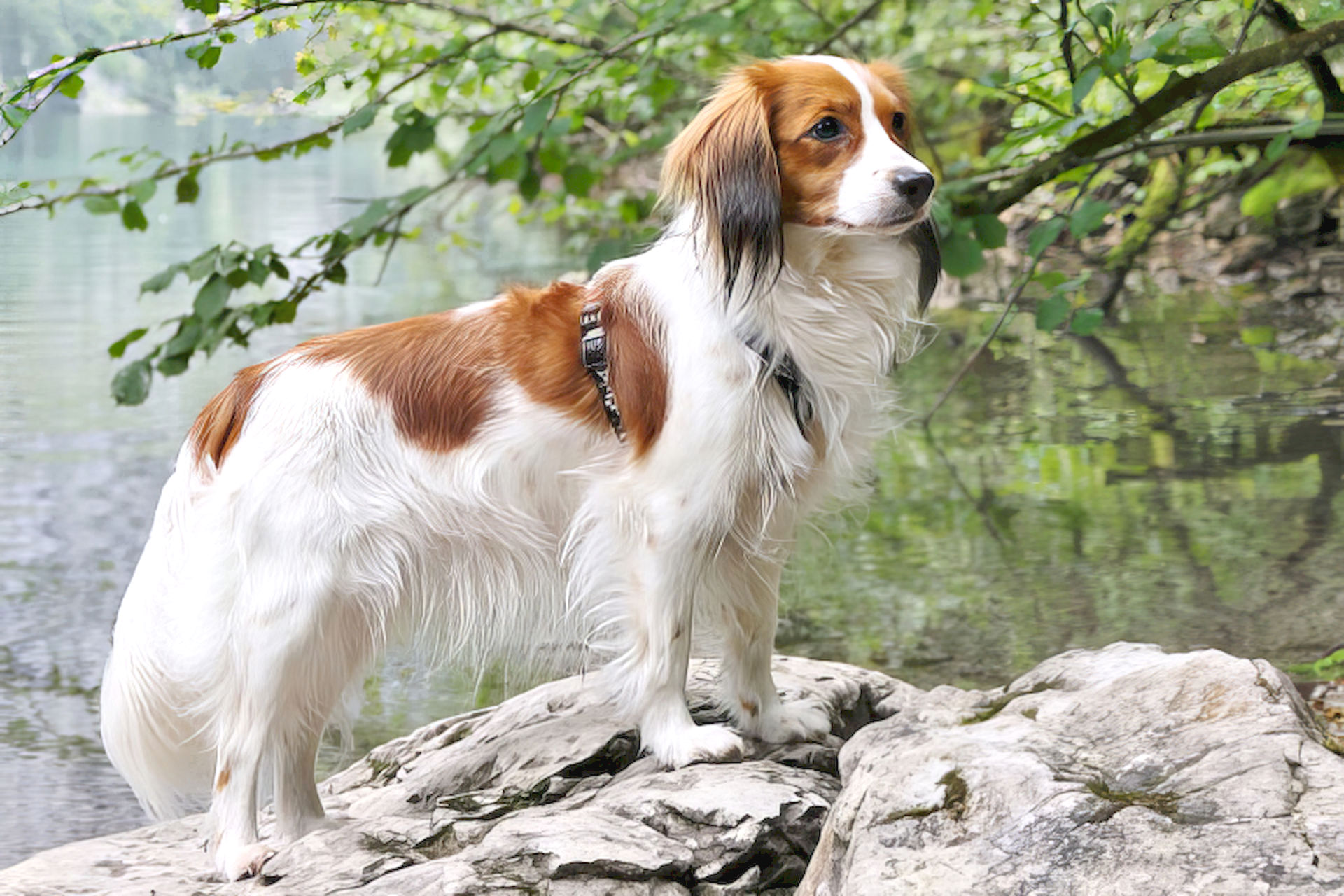 Champion Bärbel Leilany vom Malvengarten