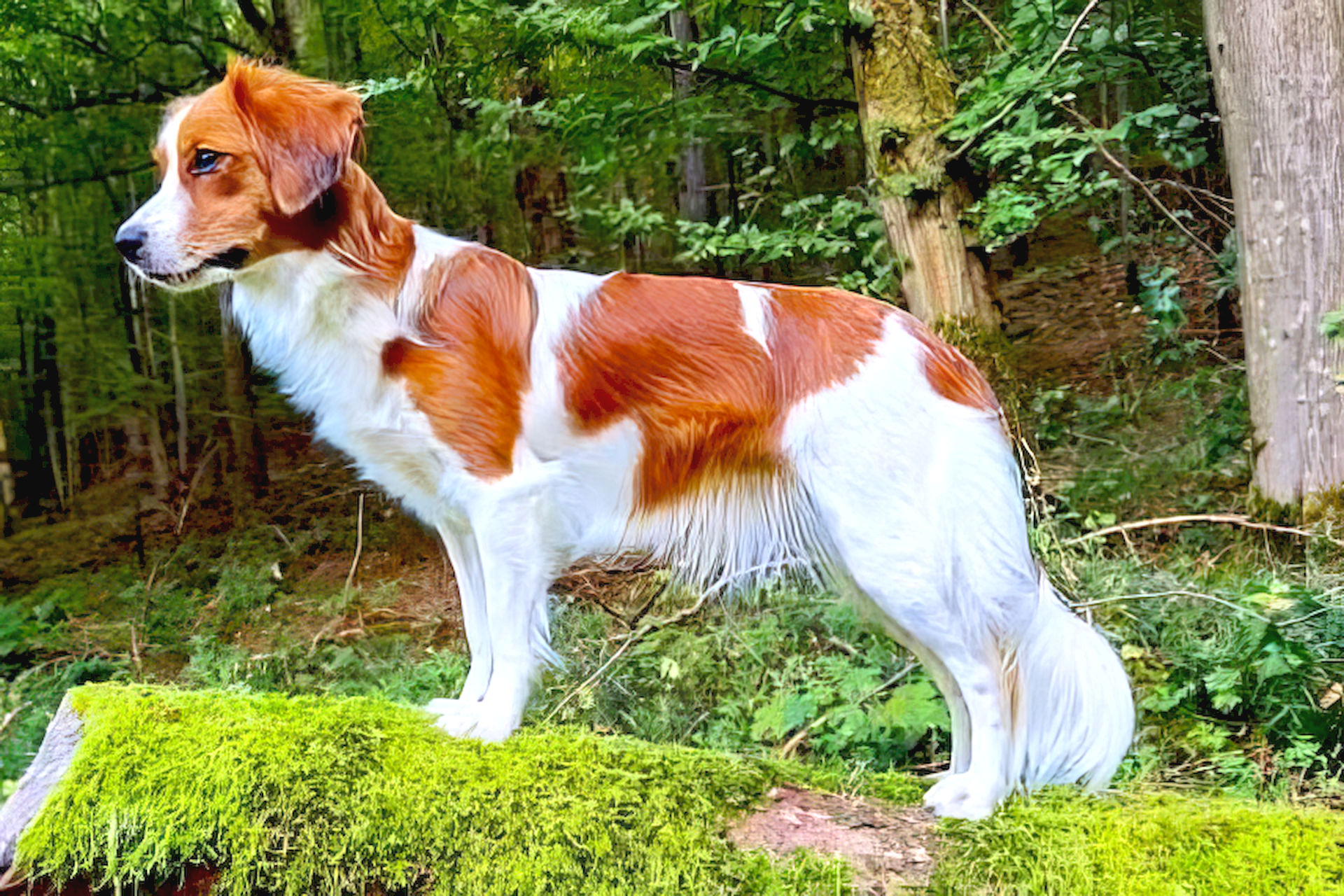 Champion Beauty Be Caisy von der Fliederbrücke