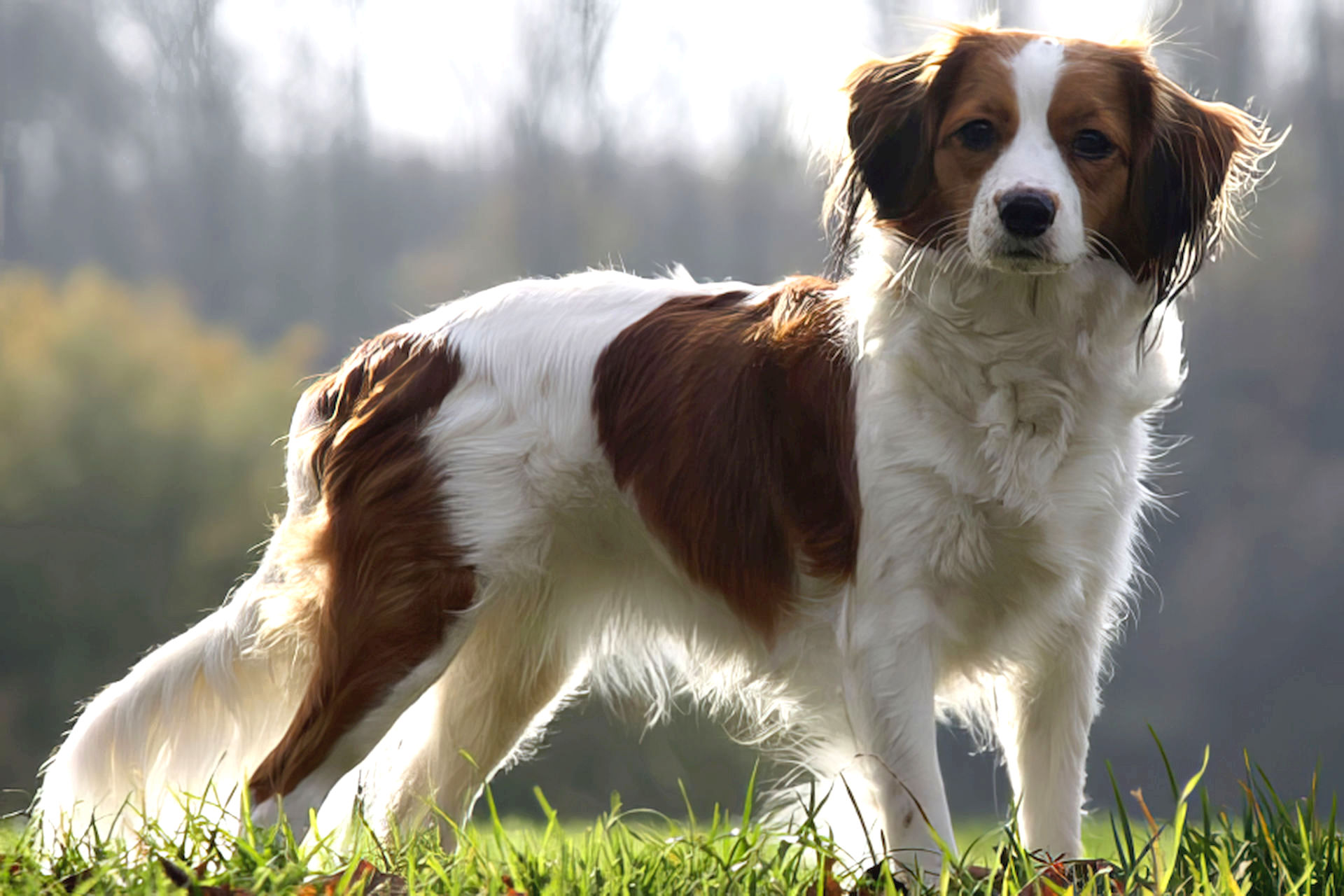 Champion Bianca-Mausi vom Erlenring