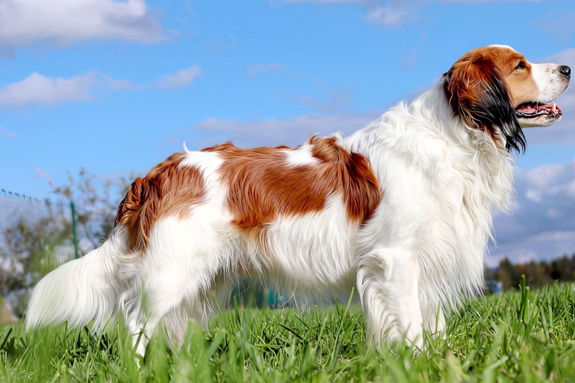 DCK Deutscher Club F r Kooikerhondje E V 