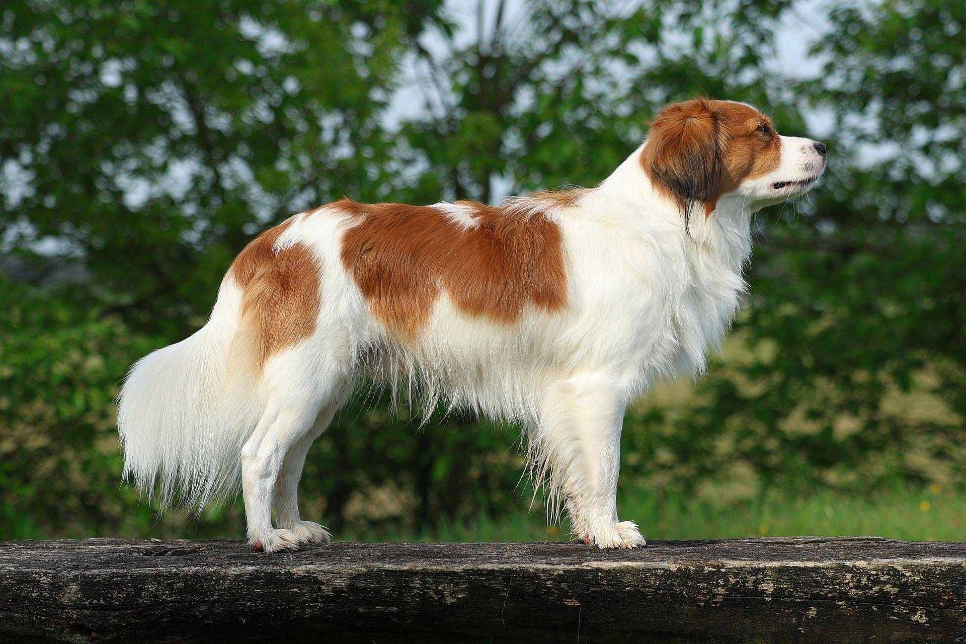 Champion Cielo vom Alfseekooi