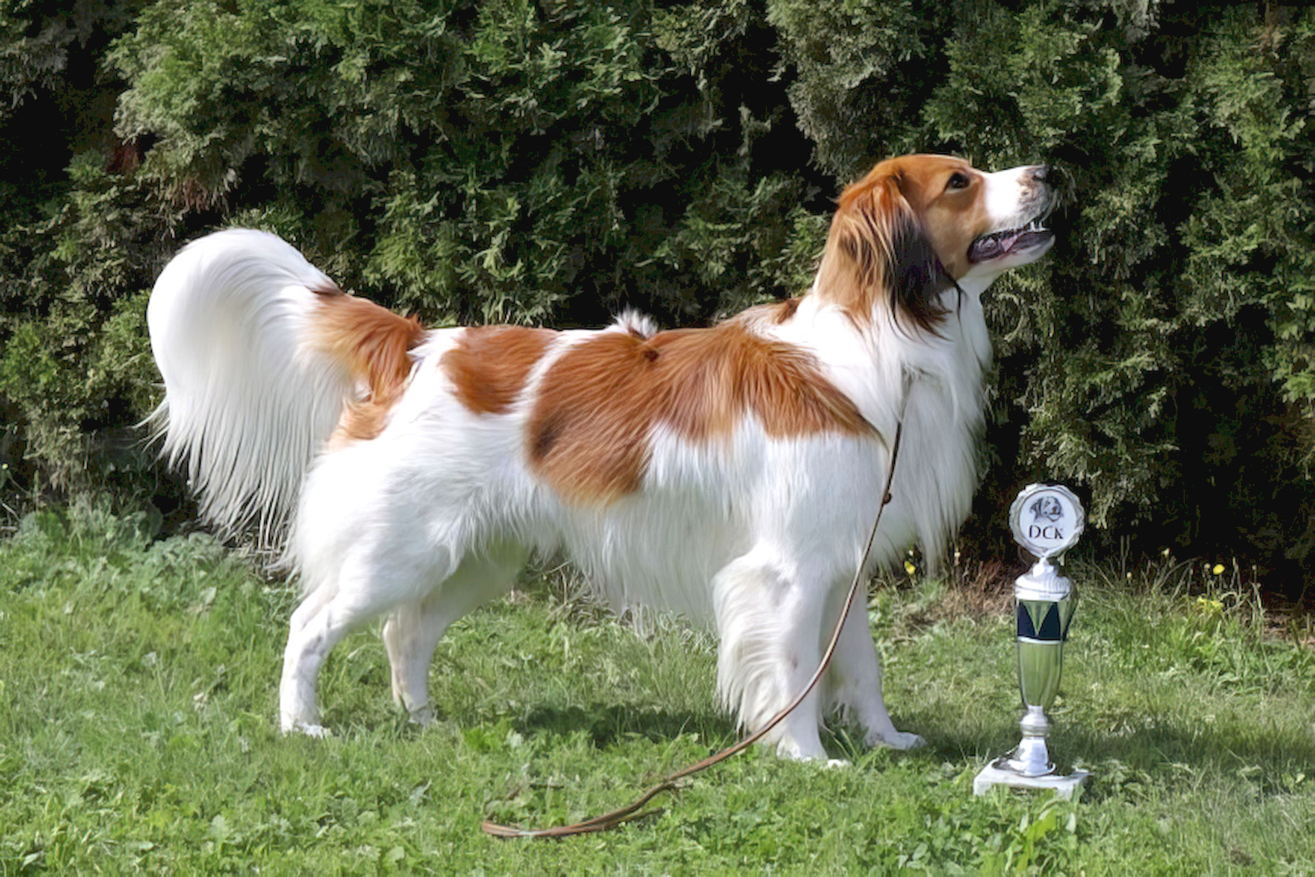 Champion Cody Ginger von der Gramme Aue