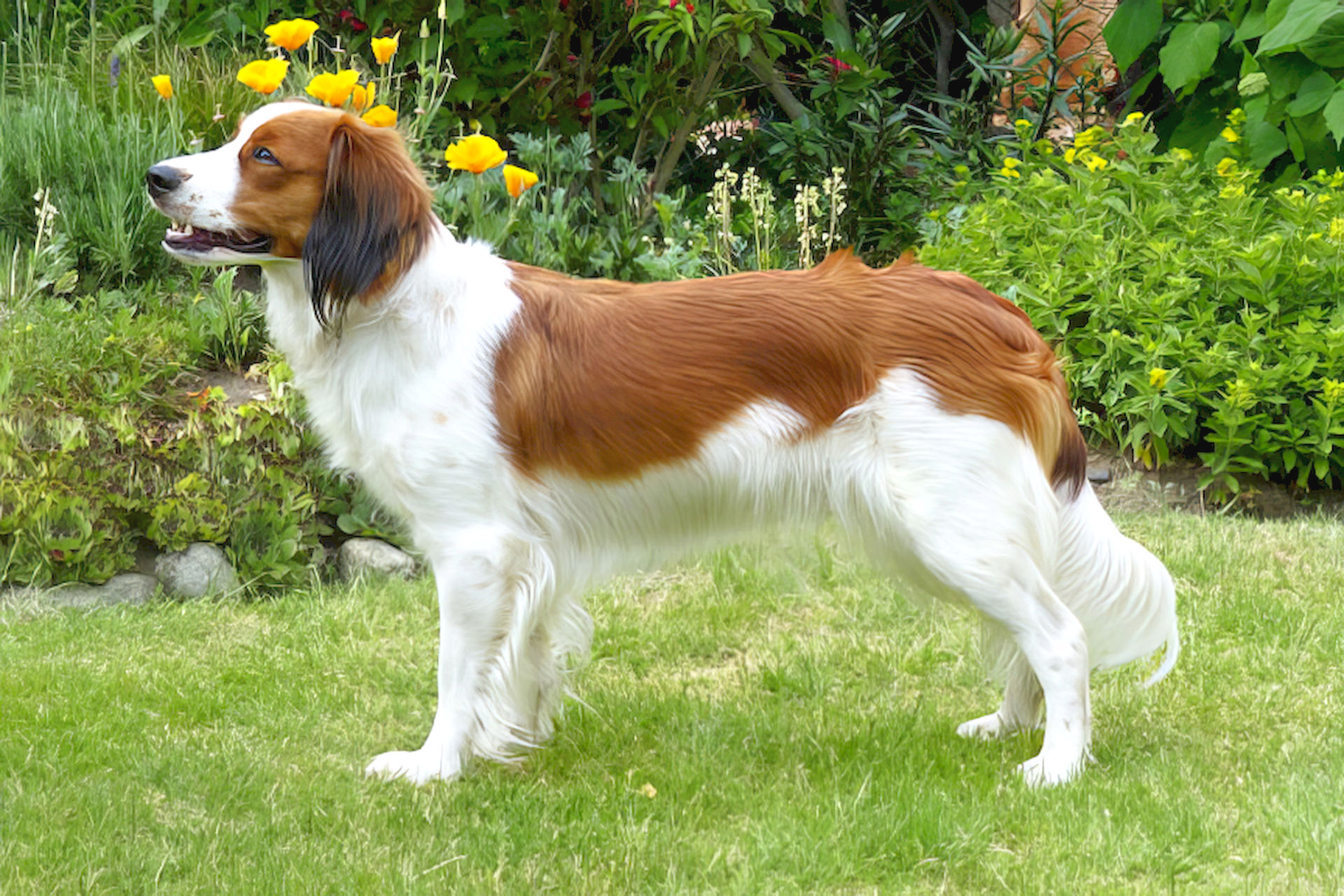 Champion Elisa Marie von Burg Chausouris