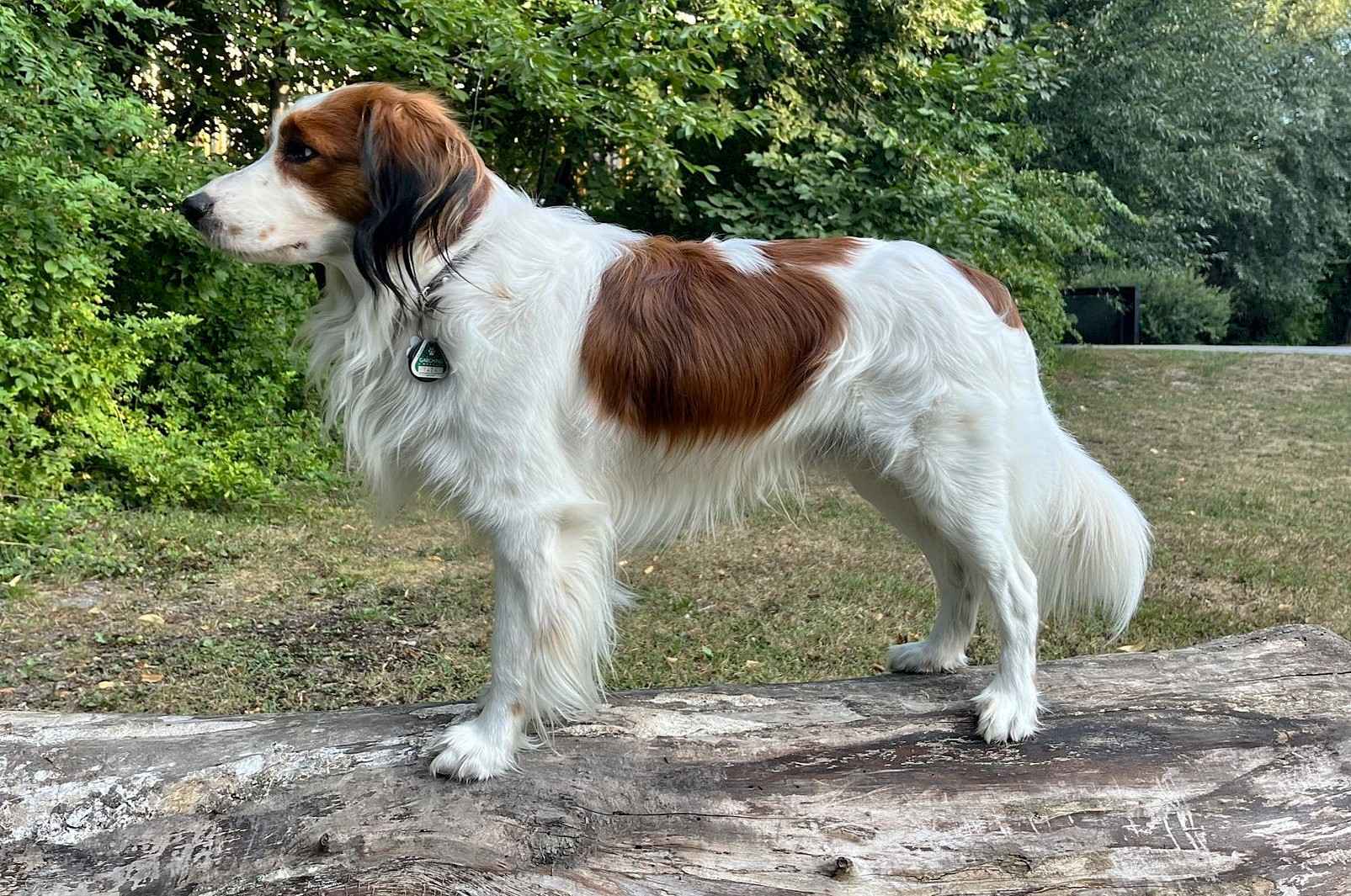 Champion Felix vom Vöhlinschloss