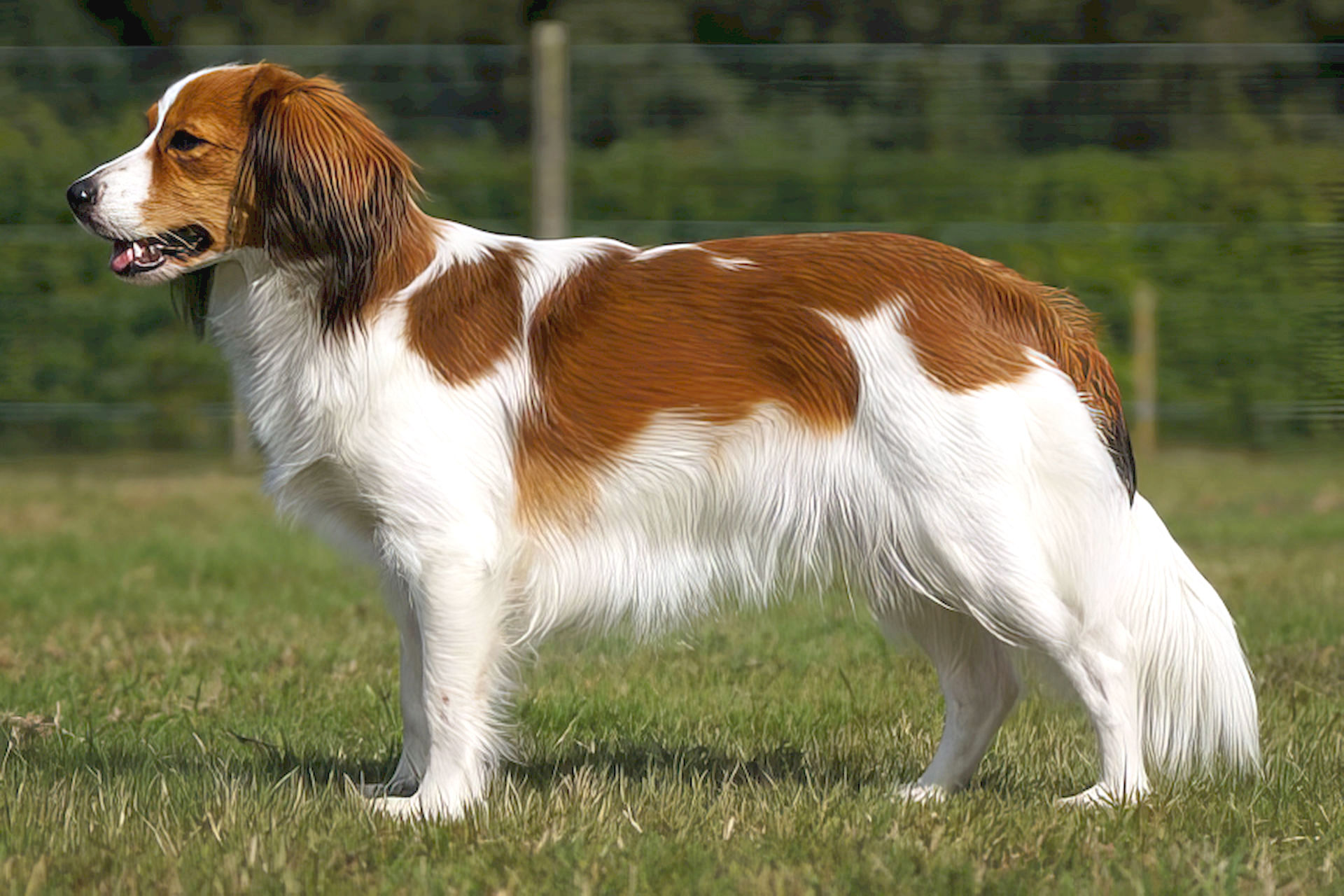 Champion Fenne Fiene van de Zwarte Bellen Hoeve