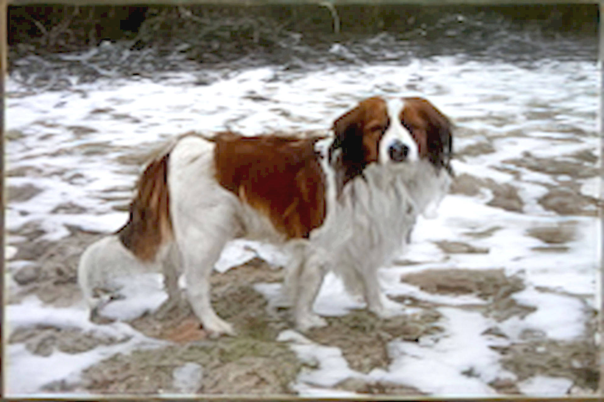 Champion Floris vom Tespelkooi