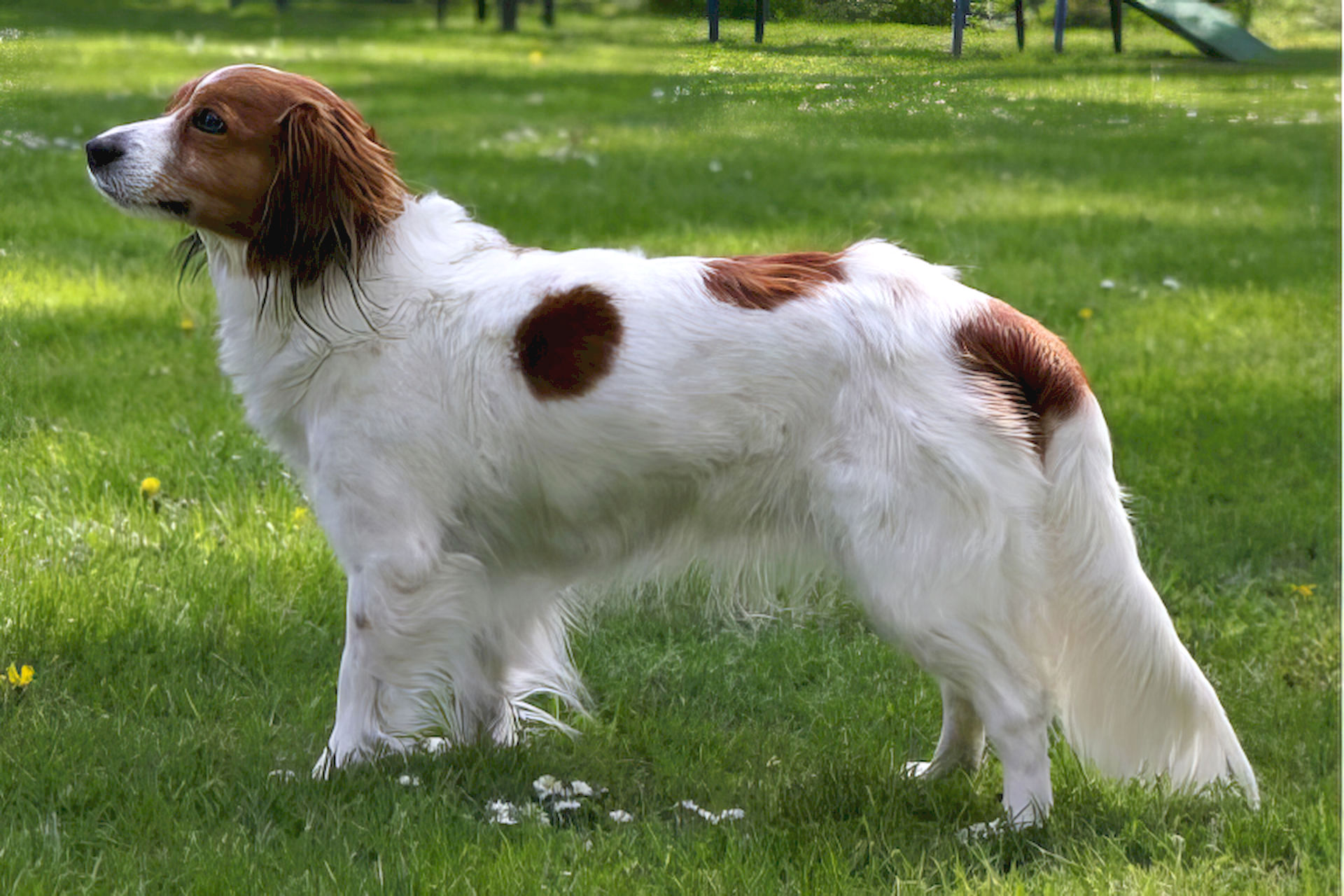 Champion Gesa Lotte vom Sturmfeld