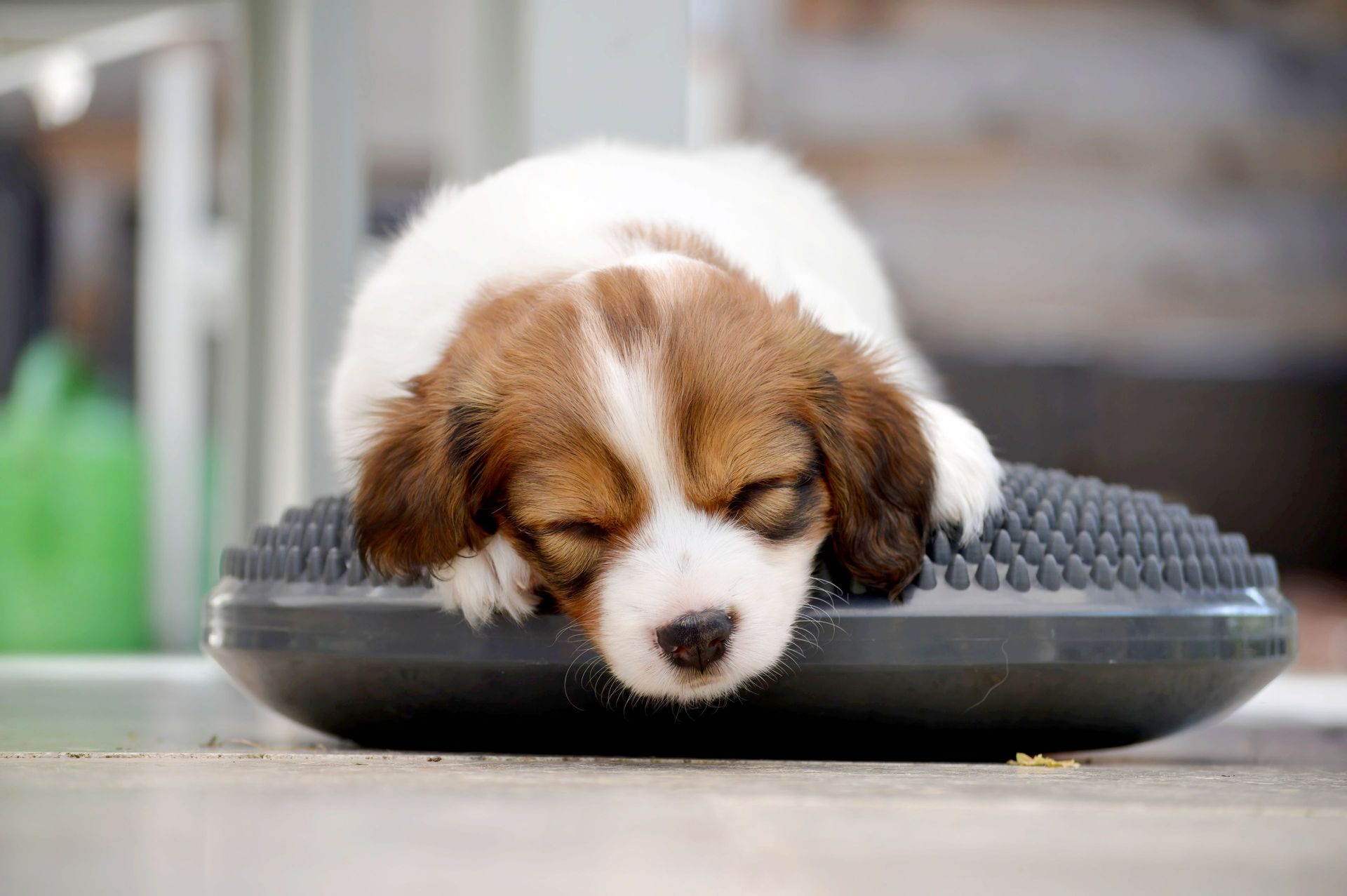 Nachhaltige Zucht ist möglich: Het Nederlandse Kooikerhondje