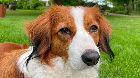 Kooikerhondje Zuchtstätte zu Ludderhusen