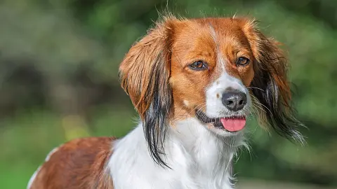 Zuchtstätte with Amber Fire Kooikerhondje